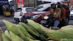 Wow! Akhir Tahun Pedagang Jagung di Bandung Untung Besar