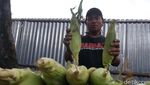 Wow! Akhir Tahun Pedagang Jagung di Bandung Untung Besar