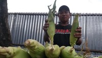 Agar mendapatkan untung yang lebih besar, Hendra juga menjual jagung bakar.