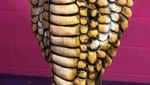 10 Cake Ini Mirip Hewan Asli, Ada Bentuk Monyet hingga Gajah