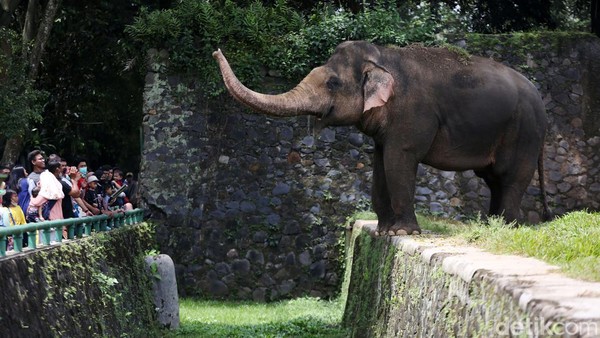 Kandang gajah menjadi lokasi yang paling diminati pengunjung, terutama anak-anak.