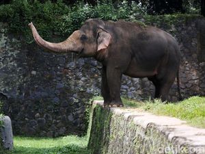 9.763 Orang Kunjungi Taman Margasatwa Ragunan Saat Libur Nyepi