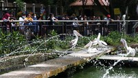 Masyarakat yang ingin berkunjung ke Ragunan wajib mendaftar online terlebih dahulu H-1 kunjungan melalui link bit.ly/PesantiketTMR.
