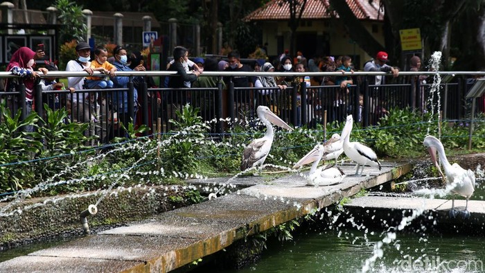 Taman Margasatwa Ragunan dipadati pengunjung saat libur tahun baru 2022. Per pukul 10.00 WIB, pengunjung yang datang berjumlah 6.253 orang.