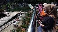 Di momen tahun baru ini, TMR membatasi pengunjung maksimal 50 persen. Hal ini dilakukan guna meminimalkan kerumunan dan penyebaran virus Corona.