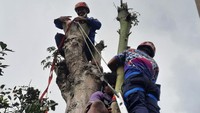 Sekitar 15 menit diatas pohon, Deni berteriak-teriak minta air putih. Sang ayah lalu memberikan air putih dengan mengaitkan pada sembilah bambu. Namun usai minum, Deni malah muntah-muntah dan bilang tak kuat turun. Karyawan swasta inipun kemudian terlihat lunglai dan pingsan. Posisinya duduk diantara dua batang pohon yang baru dipotongnya.