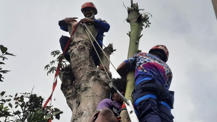 Seorang pemuda dilaporkan pingsan diatas pohon randu setinggi 10 meter. Dia mengaku kelelahan dan sempat muntah-muntah sebelum tak bergerak duduk diantara dua cabang pohon, Jumat, (31/12/2021).