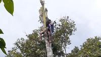 Dengan menggunakan tangga hidrolik, tiga petugas damkar naik ke pohon randu itu. Lalu tubuh Deni diikat dengan tali tampar dan diturunkan secara perlahan sampai ke bawah.