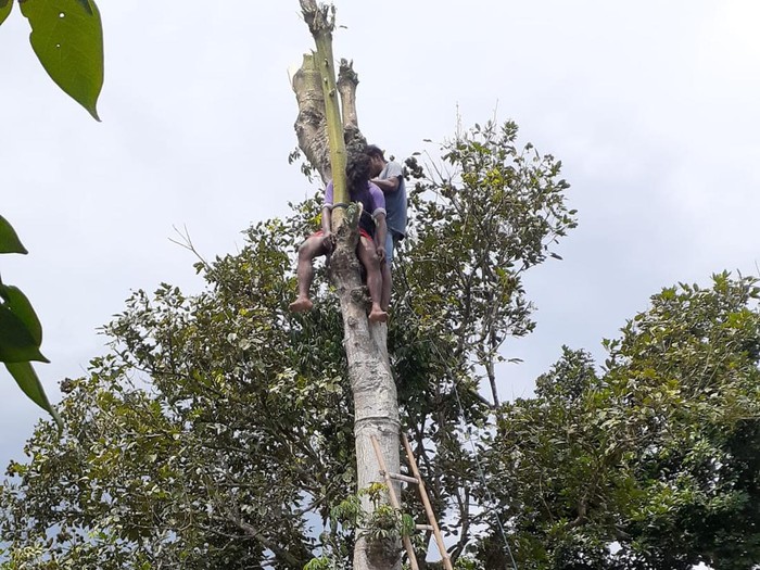 Seorang pemuda dilaporkan pingsan diatas pohon randu setinggi 10 meter. Dia mengaku kelelahan dan sempat muntah-muntah sebelum tak bergerak duduk diantara dua cabang pohon, Jumat, (31/12/2021).