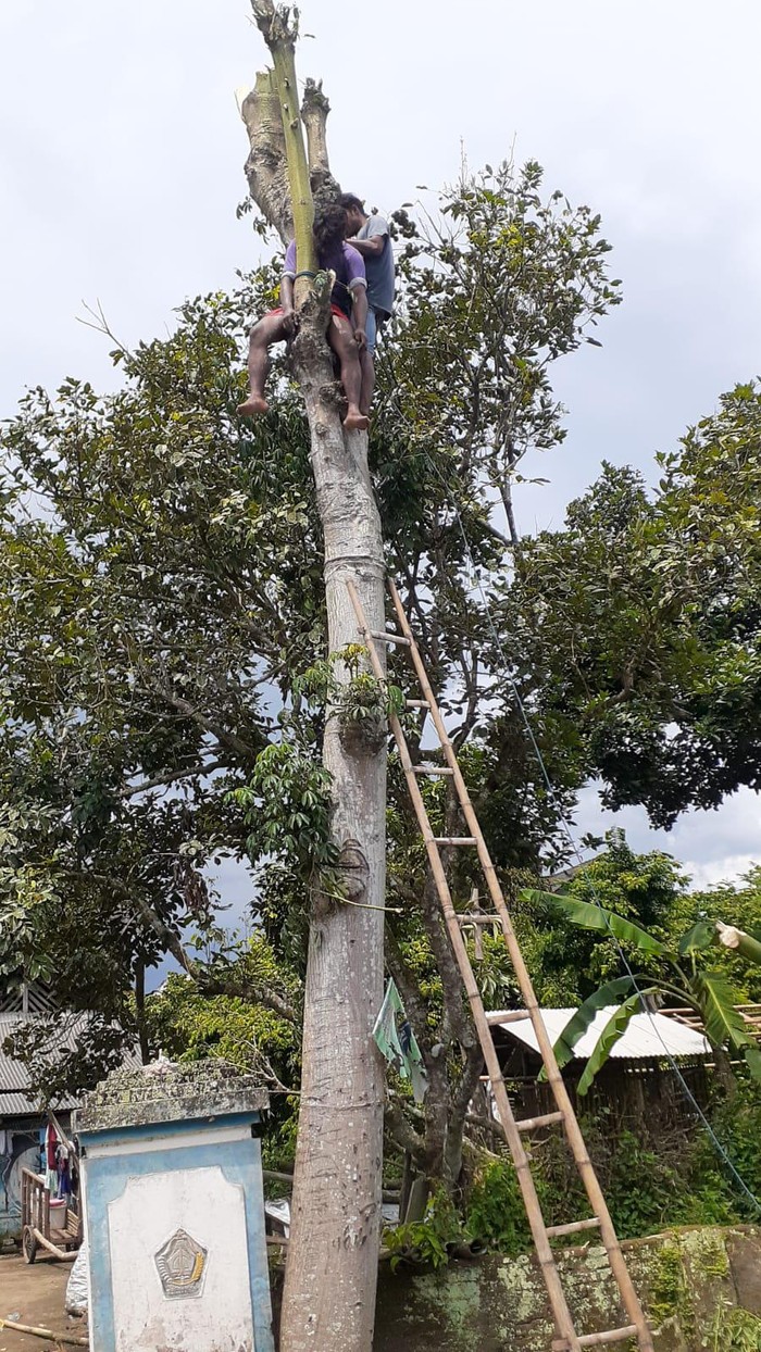 Seorang pemuda dilaporkan pingsan diatas pohon randu setinggi 10 meter. Dia mengaku kelelahan dan sempat muntah-muntah sebelum tak bergerak duduk diantara dua cabang pohon, Jumat, (31/12/2021).