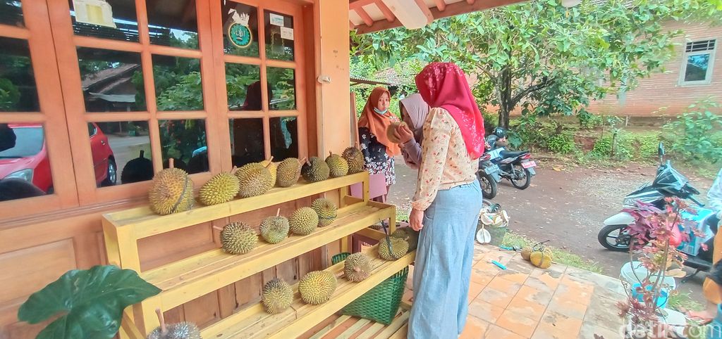 Istimewa! Durian Kampung Organik Jepara yang Manis Pahit Ini Jadi Incaran