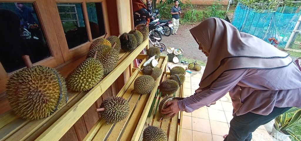 Istimewa! Durian Kampung Organik Jepara yang Manis Pahit Ini Jadi Incaran