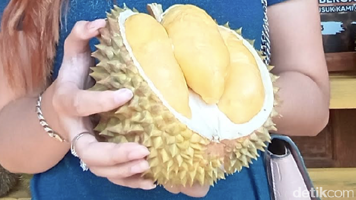 Istimewa! Durian Kampung Organik Jepara yang Manis Pahit Ini Jadi Incaran Istimewa! Durian Kampung Organik Jepara yang Manis Pahit Ini Jadi Incaran
