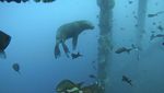 Menyelami Keindahan Bawah Laut Peru