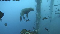 Tak hanya ikan, ada juga singa laut.  