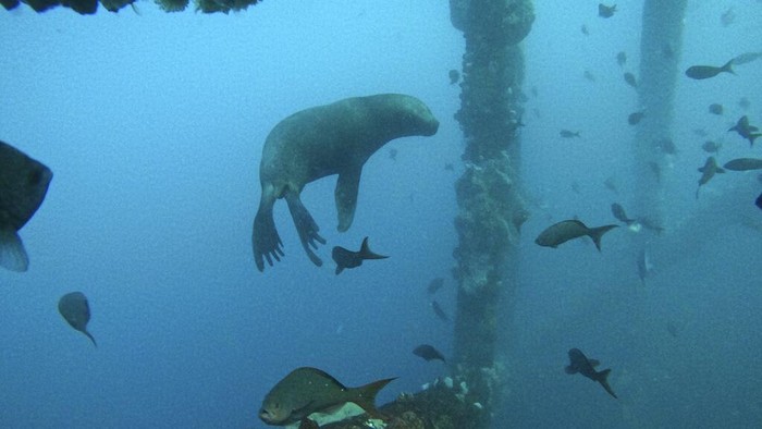 A man dives near an old oil platform during a dive organized by the Chelonia Dive Center in Los Organos in northern Peru, Friday, Dec. 31, 2021. (AP Photo/Rodrigo Abd)