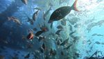 Menyelami Keindahan Bawah Laut Peru