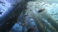 Beragam ikan cantik banyak ditemukan disini.  