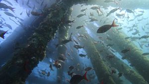 Bukan di Darat, Hutan Terbesar di Dunia Ternyata Ada di Laut