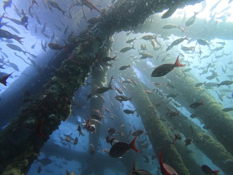 Menyelami Keindahan Bawah Laut Peru