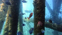 Penampakan bawah laut di dekat platform minyak tua di Los Organos di Peru utara.  