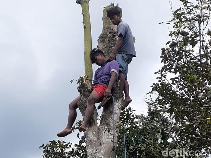 pingsan di atas pohon