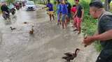 Pemuda Lamongan Angon Bebek Bentuk Protes Bosan Dikepung Banjir