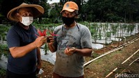 Selain urusan penanganan prasarana dan sarana, pasukan oranye turut terlibat dalam kegiatan bertani di Kelurahan Bintaro lewat Kebun Berseri. Di sini, dihasilkan sayuran