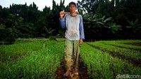 Di samping itu, kegiatan ini bisa menjadi sumber pendapatan sampingan bagi pasukan oranye dari hasil pertanian. Yulianus turut merasakan dampaknya.