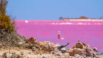 Danau Hillier, Australia. Tampak seperti permen karet, danau ini seperti tidak nyata. Warna pink pada air danau hingga saat ini masih menjadi misteri. Foto: Times of India