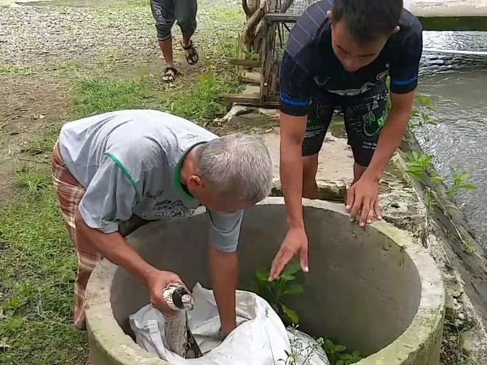 Ular Piton  3 Meter Ditangkap di Kandang Unggas