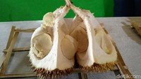 Desa Somongari juga dikenal sebagai salah satu sentra penghasil buah durian terbesar di Purworejo. Tentu saja rasa durian produksi desa ini lezat tak terkira! (Rinto Heksantoro/detikTravel)