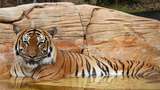 Kasihan... Gigit Tangan Petugas, Harimau Eko Ditembak Mati