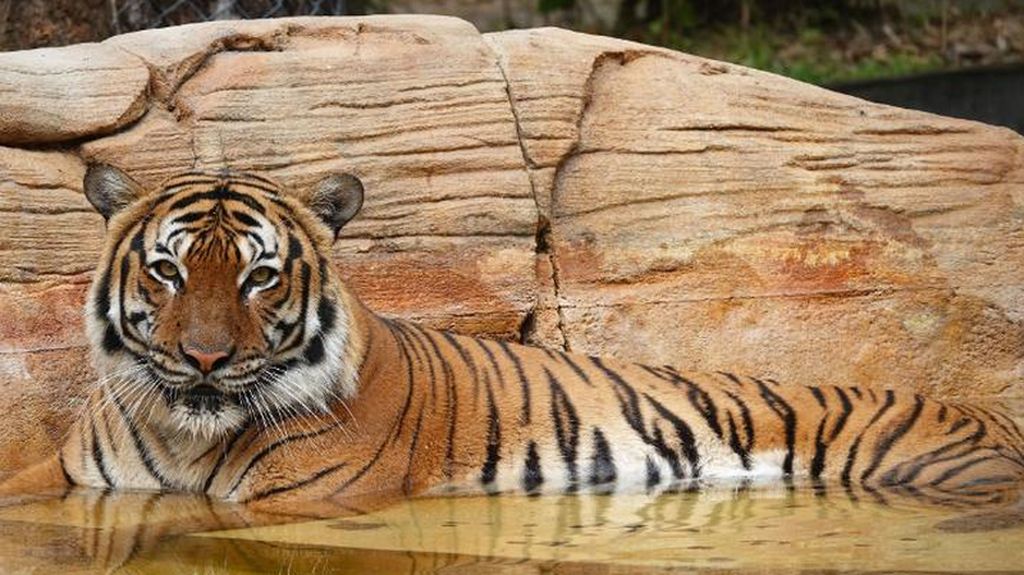 Eko, Harimau Terancam Punah yang Ditembak Mati Kebun Binatang AS