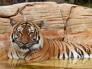 Harimau Mati dalam Mobil Bikin Publik Malaysia Marah