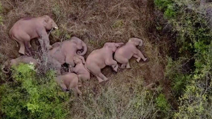 Kawanan Gajah Rebahan di Cina