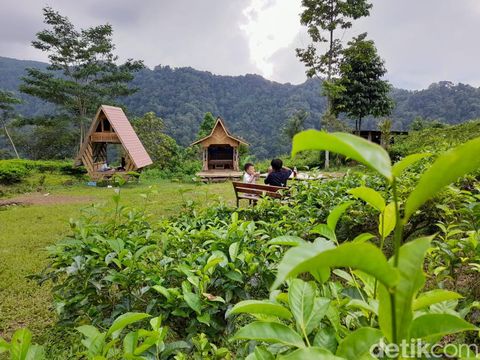 Wisata alam sebagian orang menjadi media terapi untuk me-refresh otak setelah disibukan dengan rutinitas pekerjaan, terlebih di momen libur tahun baru. Seperti mengunjungi kawasan perkebunan teh Margawindu  di Desa Citengah, Kabupaten Sumedang.