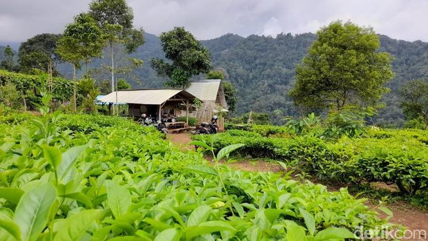 Wisata alam sebagian orang menjadi media terapi untuk me-refresh otak setelah disibukan dengan rutinitas pekerjaan, terlebih di momen libur tahun baru. Seperti mengunjungi kawasan perkebunan teh Margawindu  di Desa Citengah, Kabupaten Sumedang.