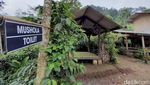 Menikmati Keheningan Alam Perkebunan Teh Margawindu Sumedang