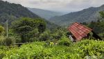 Menikmati Keheningan Alam Perkebunan Teh Margawindu Sumedang