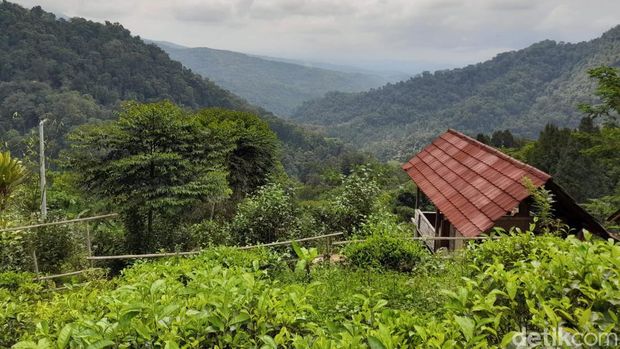 Wisata alam sebagian orang menjadi media terapi untuk me-refresh otak setelah disibukan dengan rutinitas pekerjaan, terlebih di momen libur tahun baru. Seperti mengunjungi kawasan perkebunan teh Margawindu  di Desa Citengah, Kabupaten Sumedang.