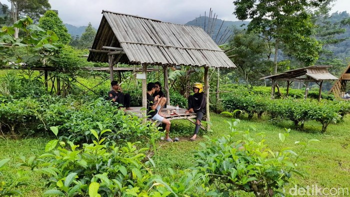 Wisata alam sebagian orang menjadi media terapi untuk me-refresh otak setelah disibukan dengan rutinitas pekerjaan, terlebih di momen libur tahun baru. Seperti mengunjungi kawasan perkebunan teh Margawindu  di Desa Citengah, Kabupaten Sumedang.