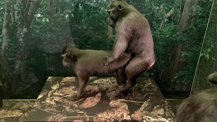 Monyet Lagi Ena-ena