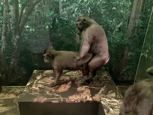 Lagi Asyik Nonton Pameran, Eh Ada Pasangan Monyet Sedang Ena-ena