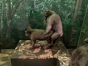 Lagi Asyik Nonton Pameran, Eh Ada Pasangan Monyet Sedang Ena-ena