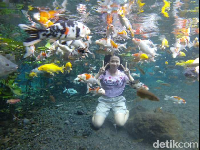 Di wisata alam Tirtosari, pengunjung bisa berenang dan berfoto under water bersama ikan koi yang warna-warni. Wisata ini berada di Desa Penanggal, Kecamatan Candipuro, Lumajang.
