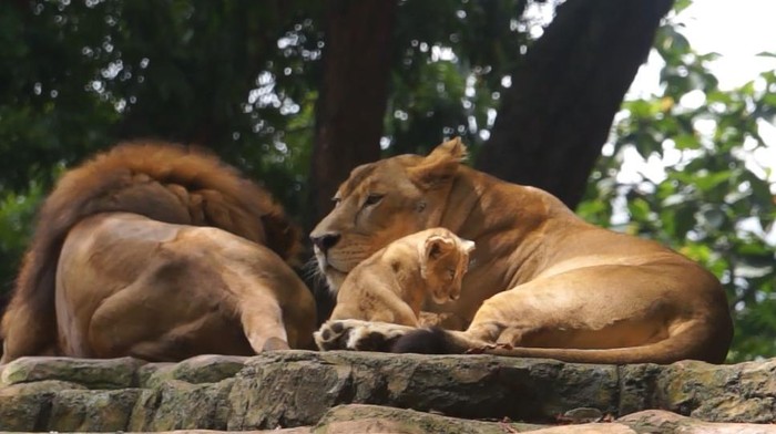 Anak singa lahir di Kebun Binatang Bandung.