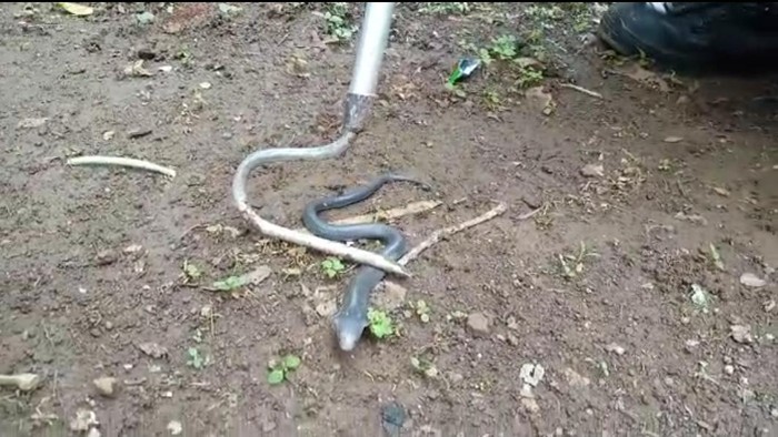 Anak ular kobra dievakuasi di Bogor (dok. Istimewa)