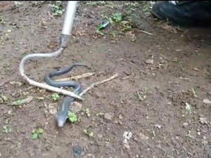 18 Anak Ular Kobra Dievakuasi dari Rumah Warga Bogor, Induknya Dicari