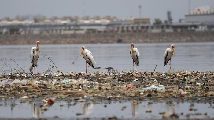 FILE - In this Oct. 19, 2021, file photo, Milky storks stand on garbage in Jakarta Bay in Jakarta, Indonesia. Jakartas waters are polluted, contributing not only to a lack of clean drinking water, but also making flooding more likely during the rainy season. (AP Photo/Achmad Ibrahim, File)